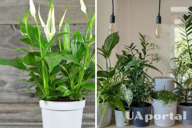 Впорається навіть дитина: топ-2 кімнатних рослин, які практично не потребуть догляду
