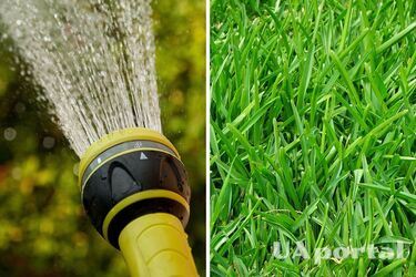 Експерт пояснив, як зберегти пишний і зелений газон у сильну спеку