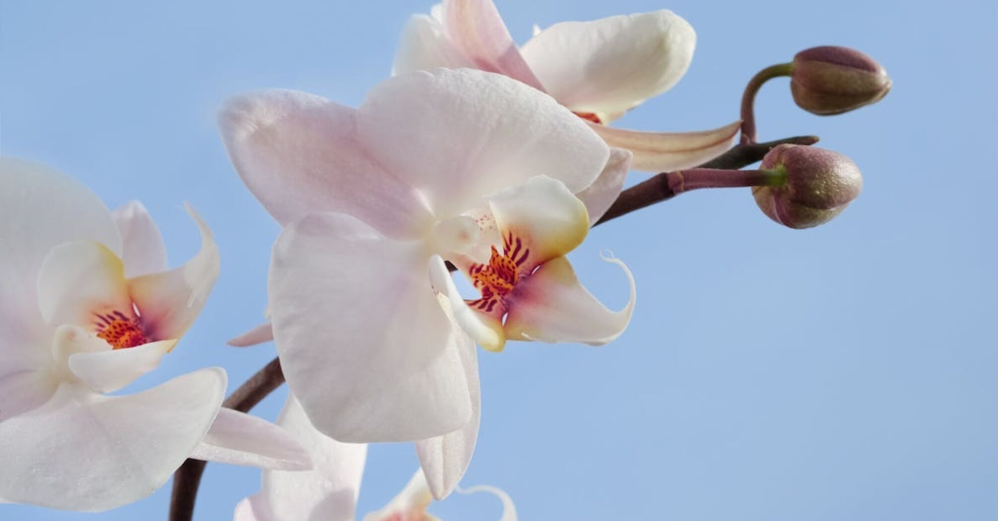 Орхидея не хочет цвести: пробудите ее кофе