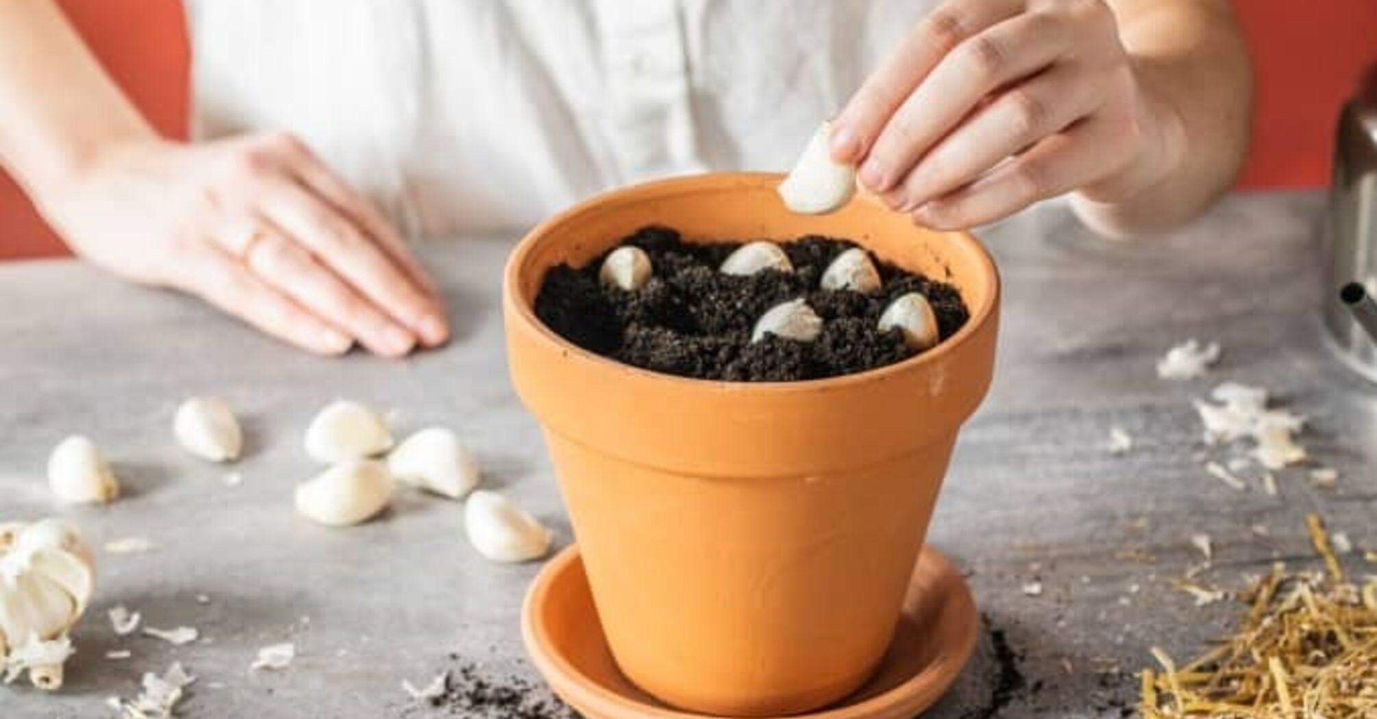 Хитрости садоводов: для чего класть зубчик чеснока в цветочные горшки