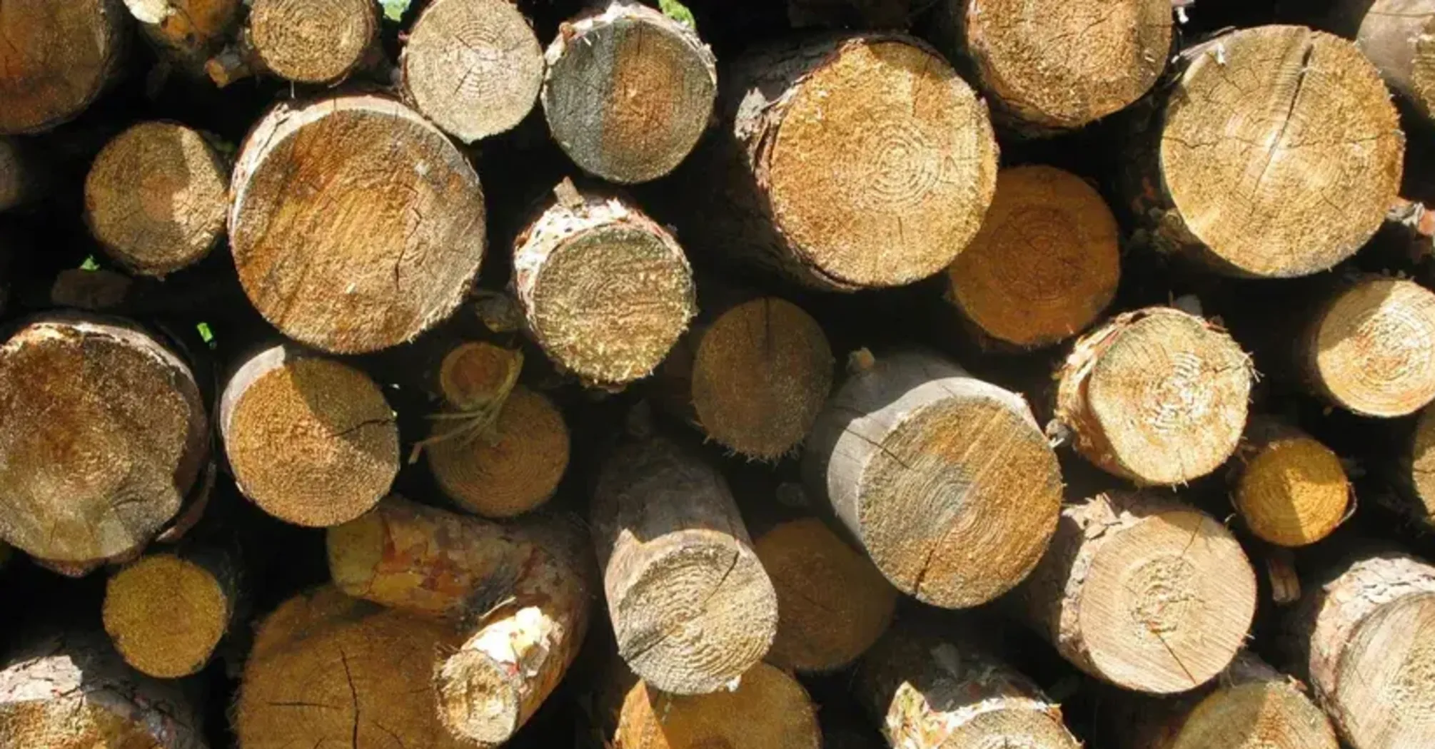 Допомога на зиму: хто з українців зможе отримати безкоштовні дрова