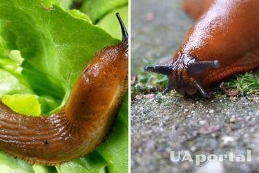 Можуть знищити весь врожай: як боротись з рудими слимаками