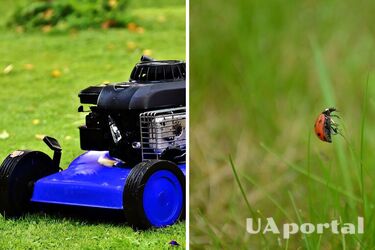 Садівники назвали головну помилку, через яку влітку газон стає лисим та рудим