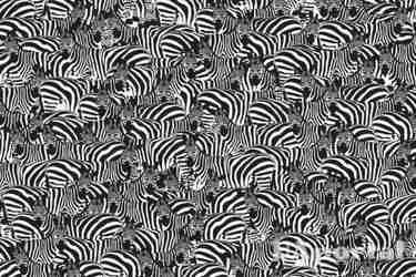 Лише 1% людей здатний знайти на картинці піаніно посеред зебр: оптична ілюзія для уважних