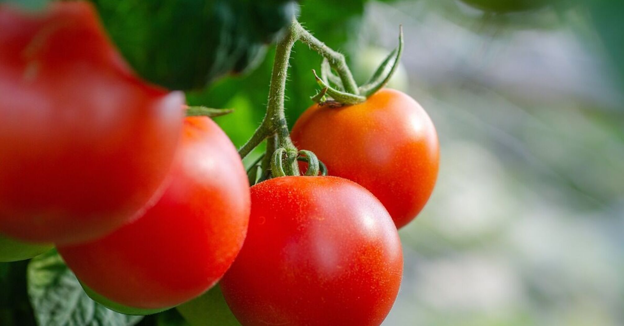 Снижают урожайность: названы удобрения, которые не стоит использовать для помидоров