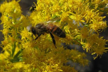 Науковці знайшли першу рослину з ознаками інтелекту