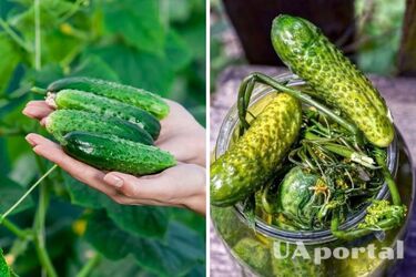 Навіщо замочувати огірки перед засоленням: як це зробити