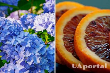 Не выбрасывайте апельсиновую кожуру: гортензия даст невероятно много цветов от простого удобрения