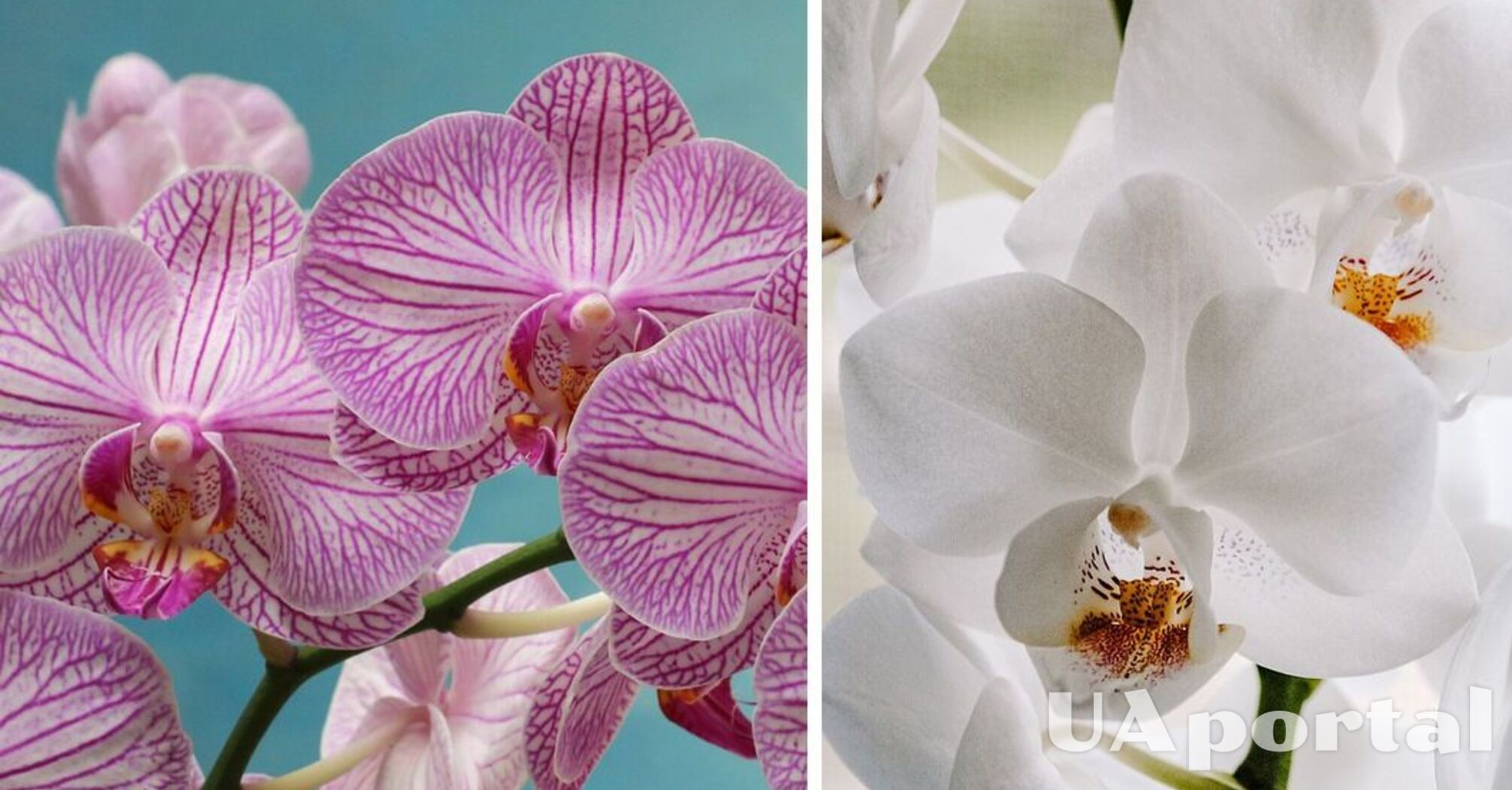 Эксперты объяснили, когда нужно поливать орхидею: обратите внимание на кору