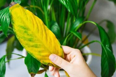 Кімнатні рослини почали в'янути: чого їм не вистачає та як врятувати їх часником