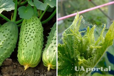 Чим обробити огірки від павутинного кліща