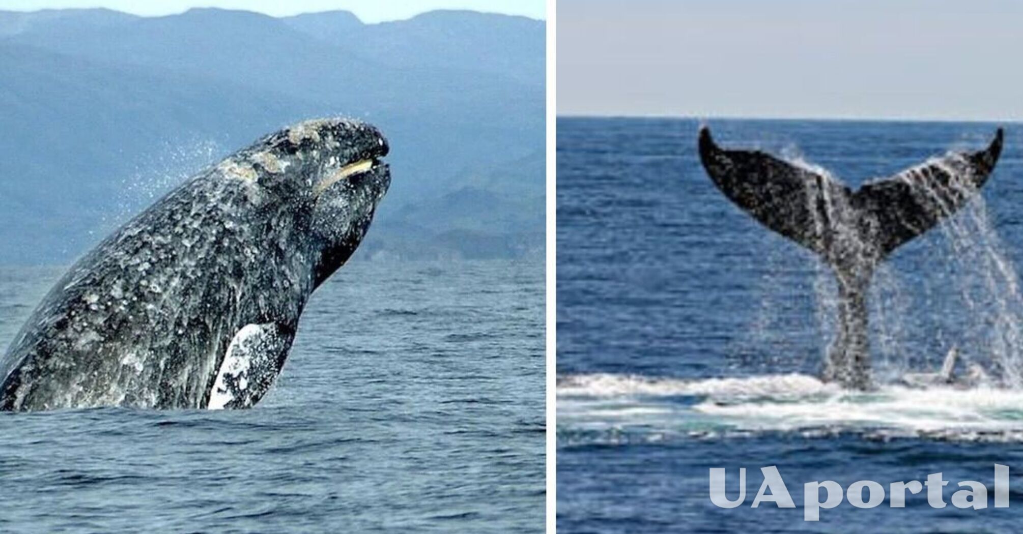 Ученые обнаружили, что киты обладают собственным алфавитом