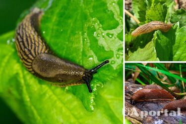 Не перець і не шкаралупи: найкраще у боротьбі зі слимаками використати цю спецію