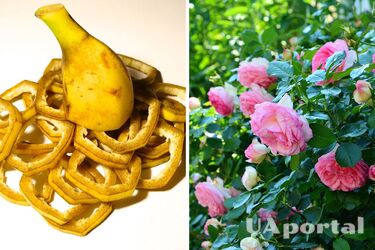 Троянди дадуть великі пишні квіти, якщо правильно підгодувати їх: поради садівників