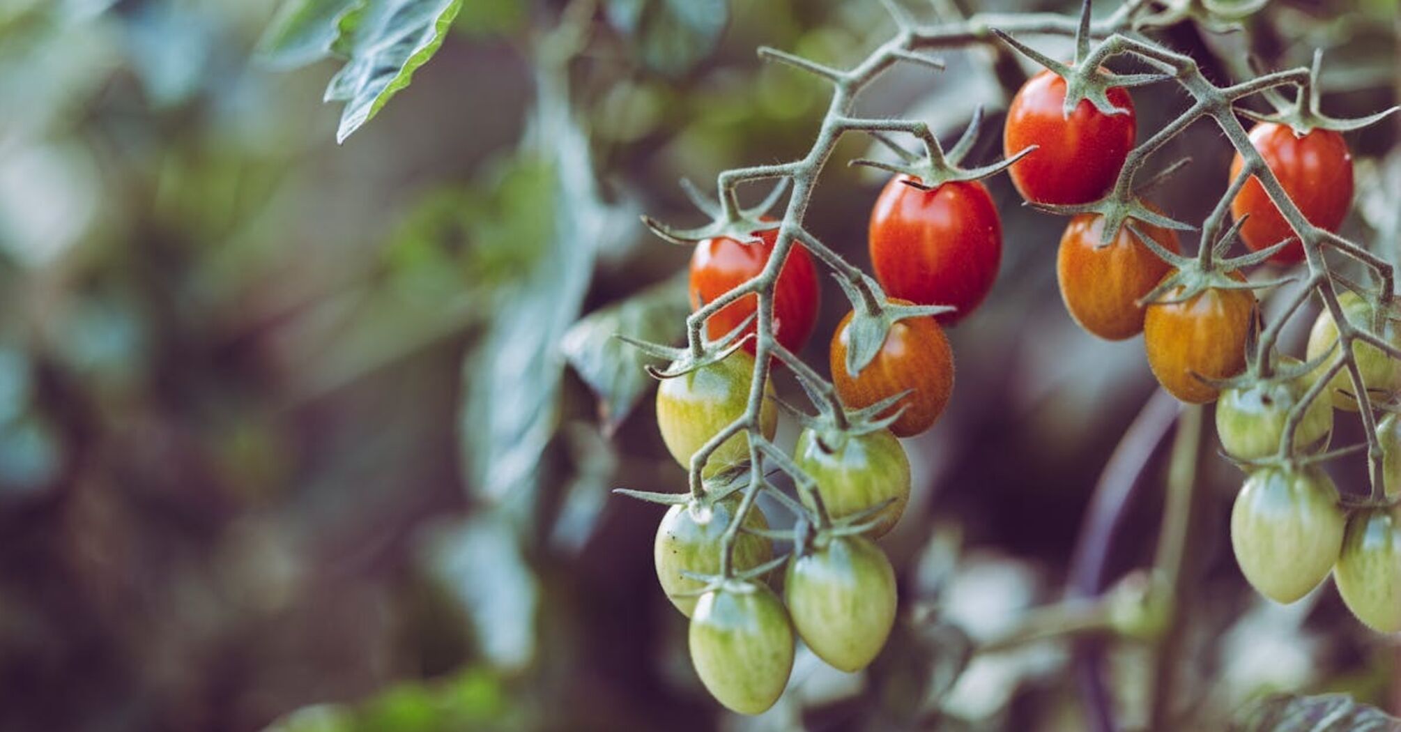 Для чого помідорам риб'ячі кістки: садівник з досвідом розкрив власний секрет
