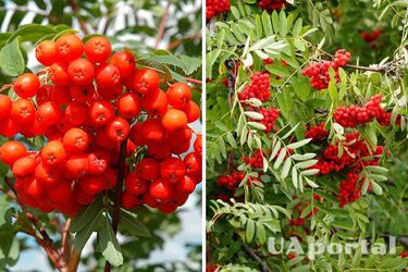 Як правильно садити горобину та який сорт обрати