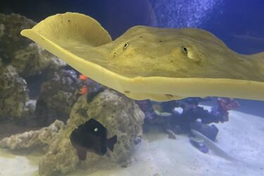 Рідкісна репродуктивна хвороба: науковці пояснили, чи могла самка ската народити від акули (відео)