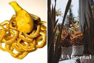 Эксперты подсказали, как дешево сделать питательное удобрение для комнатных растений