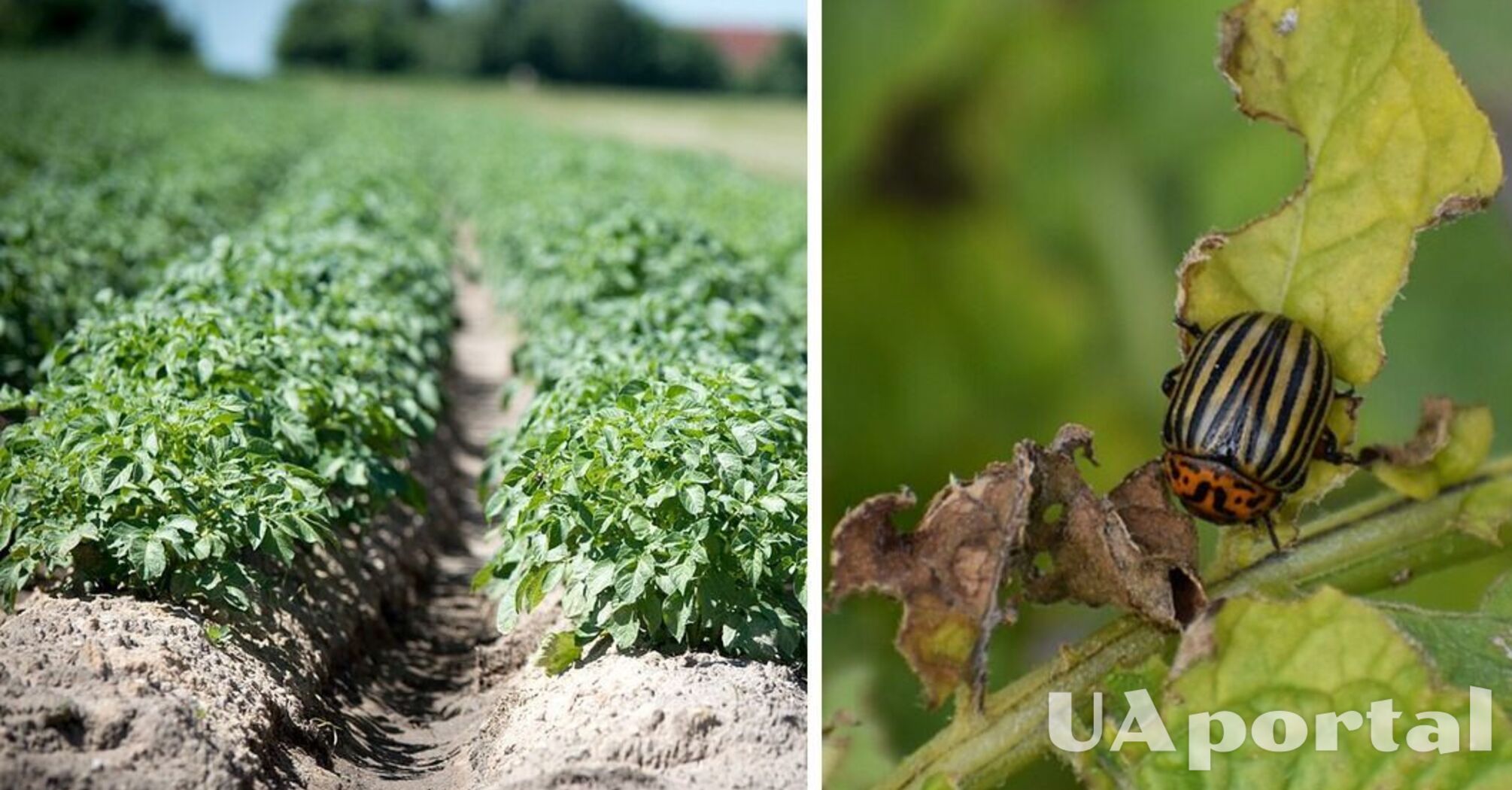 Народні способи, щоб позбутися колорадського жука на картоплі без хімії