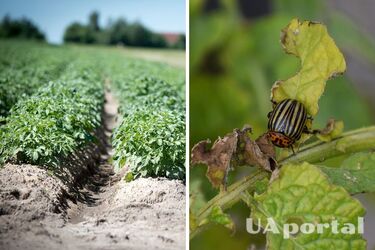 Народні способи, щоб позбутися колорадського жука на картоплі без хімії