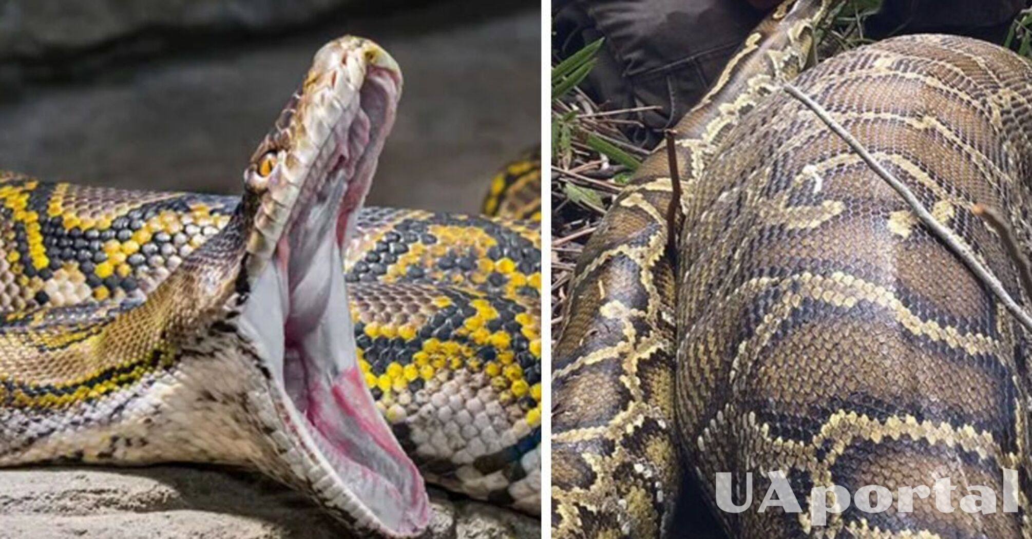 В Індонезії пітон повністю проковтнув матір чотирьох дітей (фото, відео)