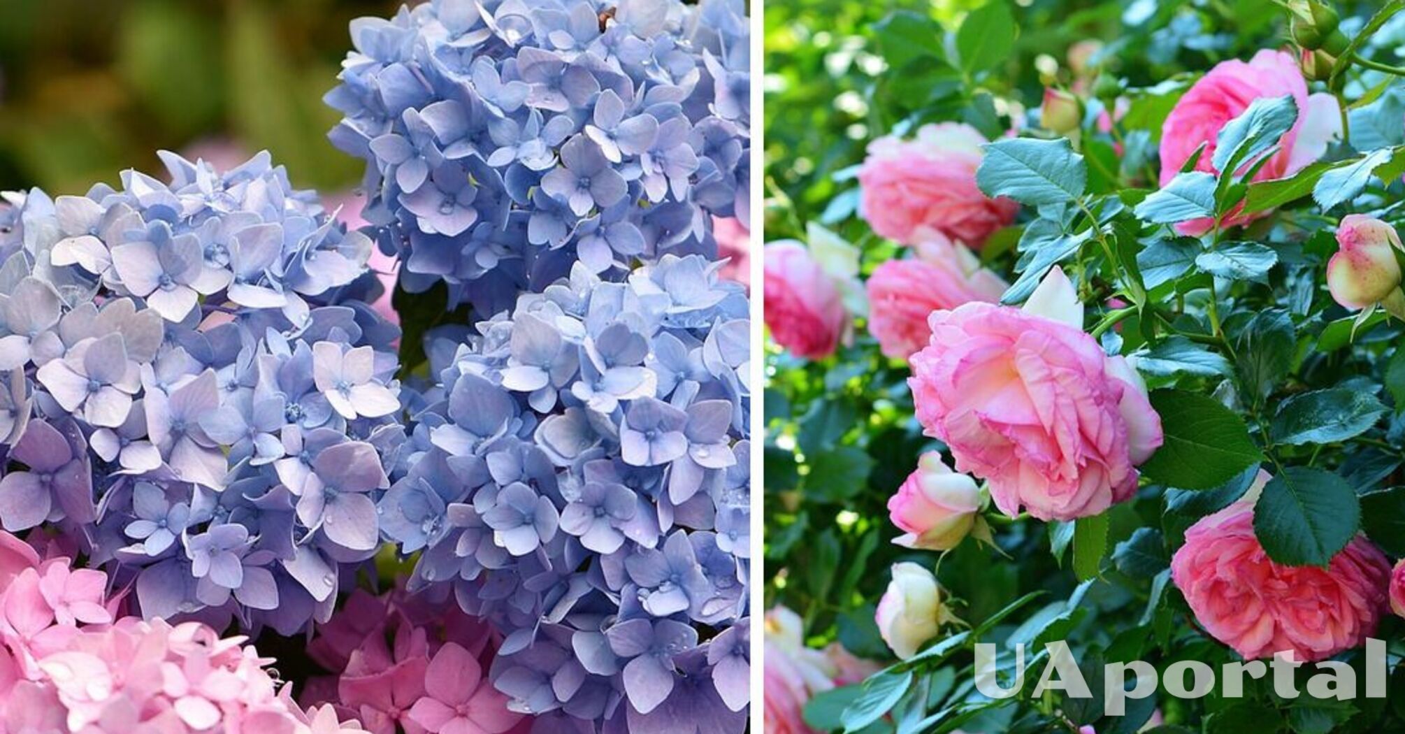 Садівники назвали дешеве добриво для гортензій та троянд: дадуть пишні квіти всього за два тижні