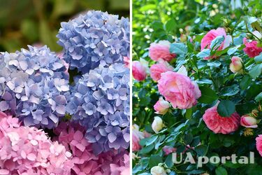 Садівники назвали дешеве добриво для гортензій та троянд: дадуть пишні квіти всього за два тижні