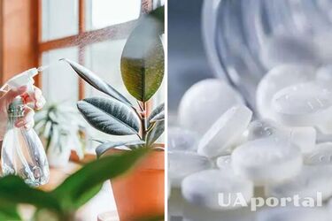 Ці доступні ліки – найкраще добриво для квітів, що в'януть