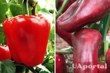 Как вырастить большой и сладкий перец в июле: советы огородников