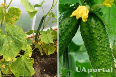 Как спасти огурцы, листья которых желтеют и опадают