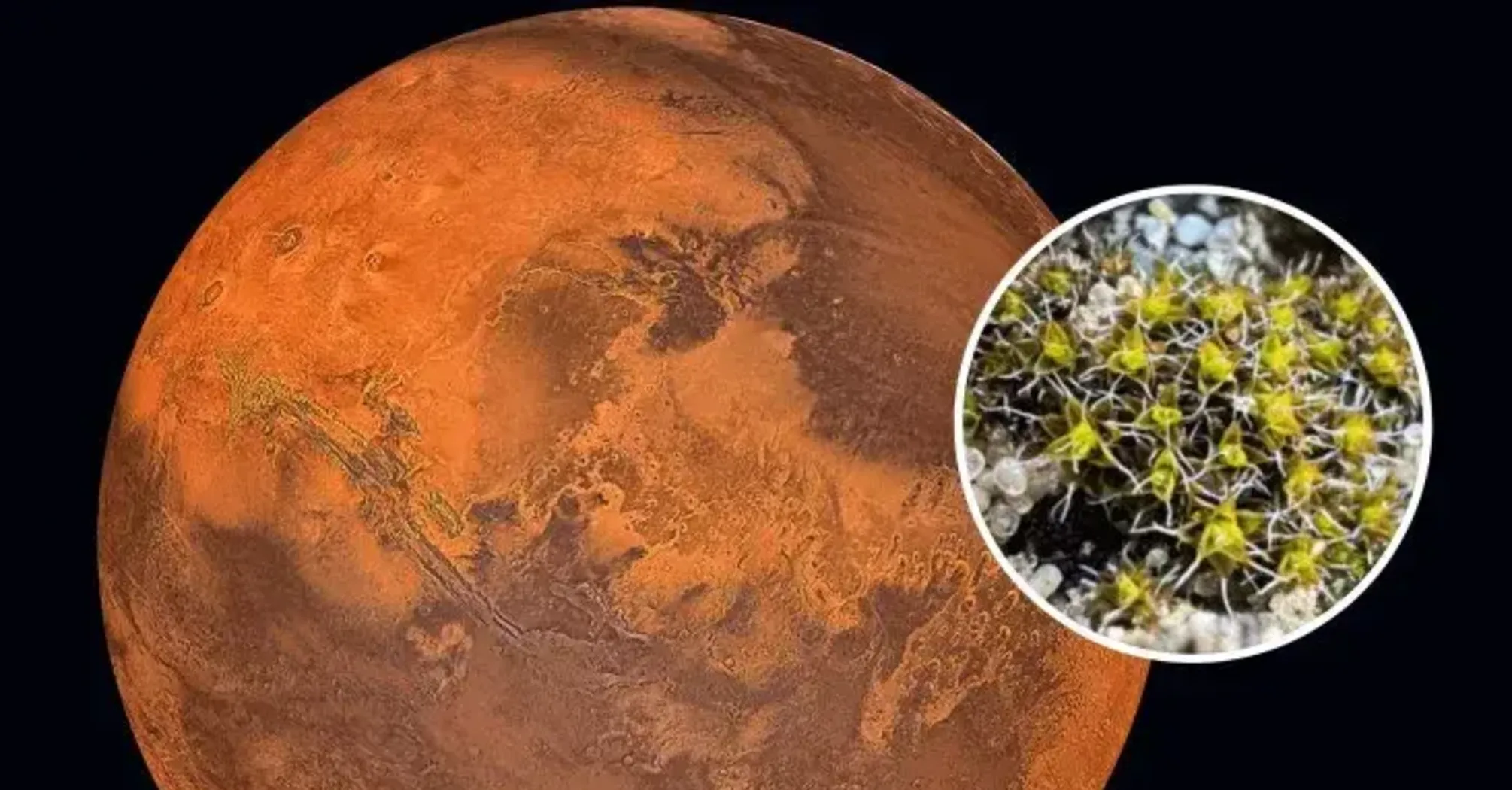 Науковці з'ясували, яка рослина може рости на Марсі