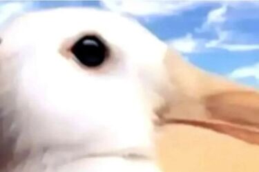 Назвіть тварину, яку ви бачите на малюнку та дізнайтесь більше про свій характер