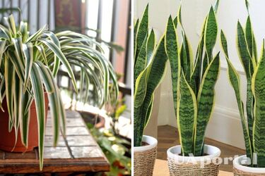 Стануть порятунком у літню спеку: які кімнатні рослини охолоджують та освіжають повітря