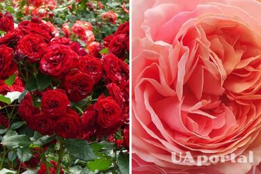 Як врятувати троянди від трипсів: поради городників