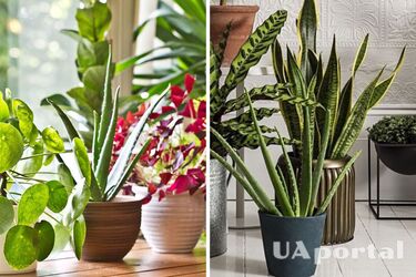 Какие комнатные растения привлекают тараканов: их нужно обходить стороной