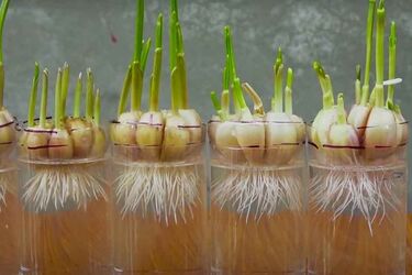 Як виростити часник на балконі: потрібна лише вода