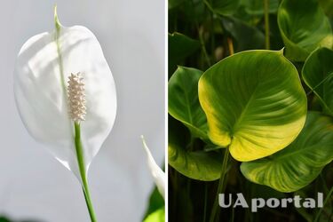 Осторожно, они токсичны: эксперты назвали популярные комнатные растения, от которых следует отказаться