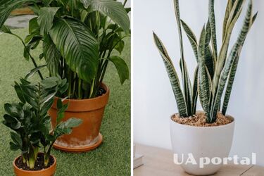 Які кімнатні рослини знімають стрес та приваблюють щастя