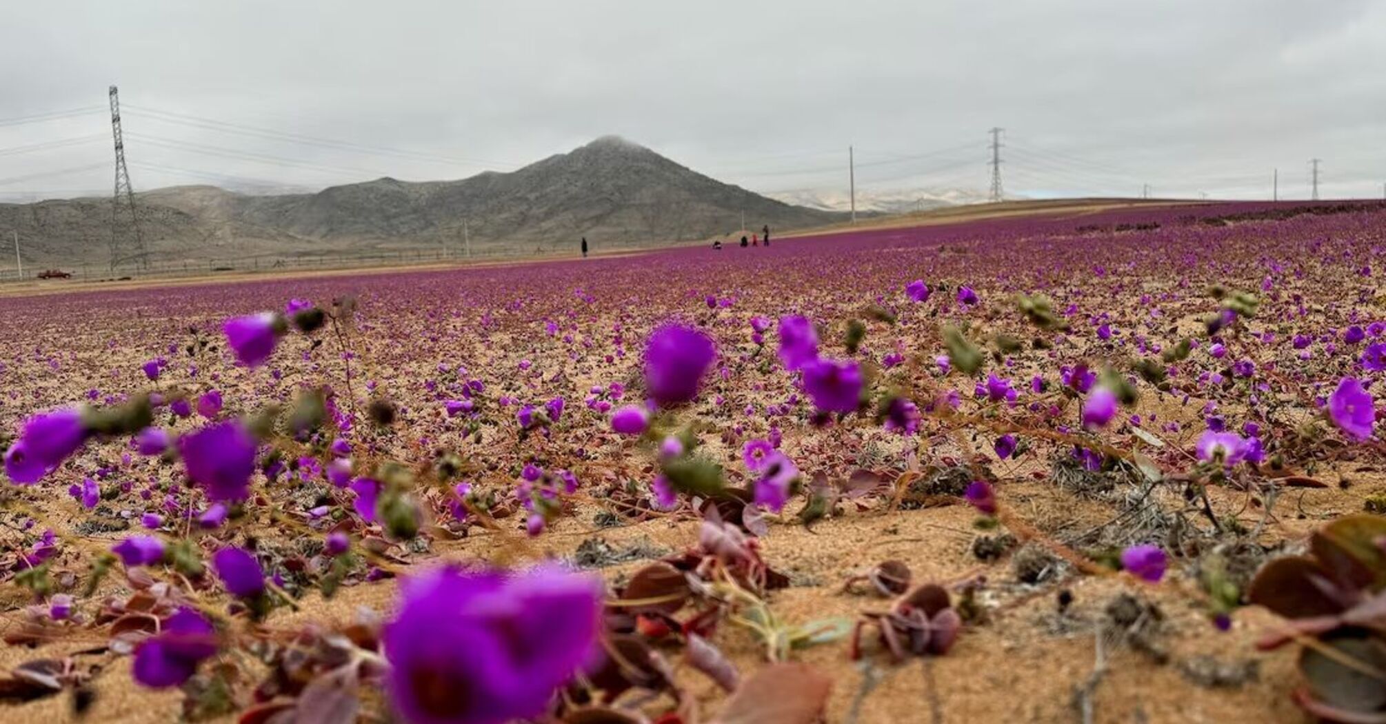 Самая засушливая пустыня в мире покрылась цветами (невероятные фото)