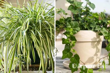 Какие комнатные растения сокращают количество пыли дома