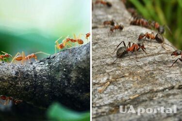 Как прогнать муравьев из огорода: огородники поделились рецептом действенного раствора