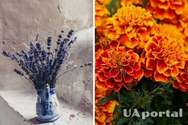 Эксперты назвали лучшие растения, отпугивающие мух и комаров