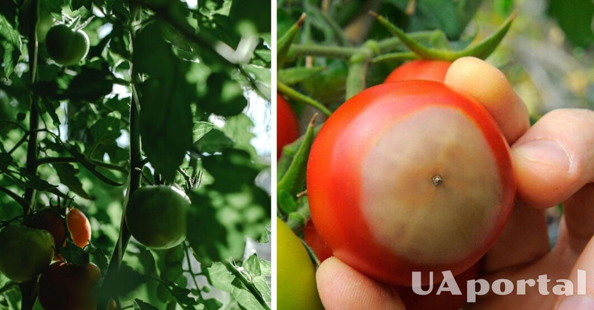 Яичная скорлупа, кальций и молоко: садоводы назвали лучшие методы оздоровления помидоров