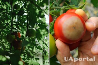 Яєчна шкаралупа, кальцій та молоко: садівники назвали кращі методи оздоровлення помідорів