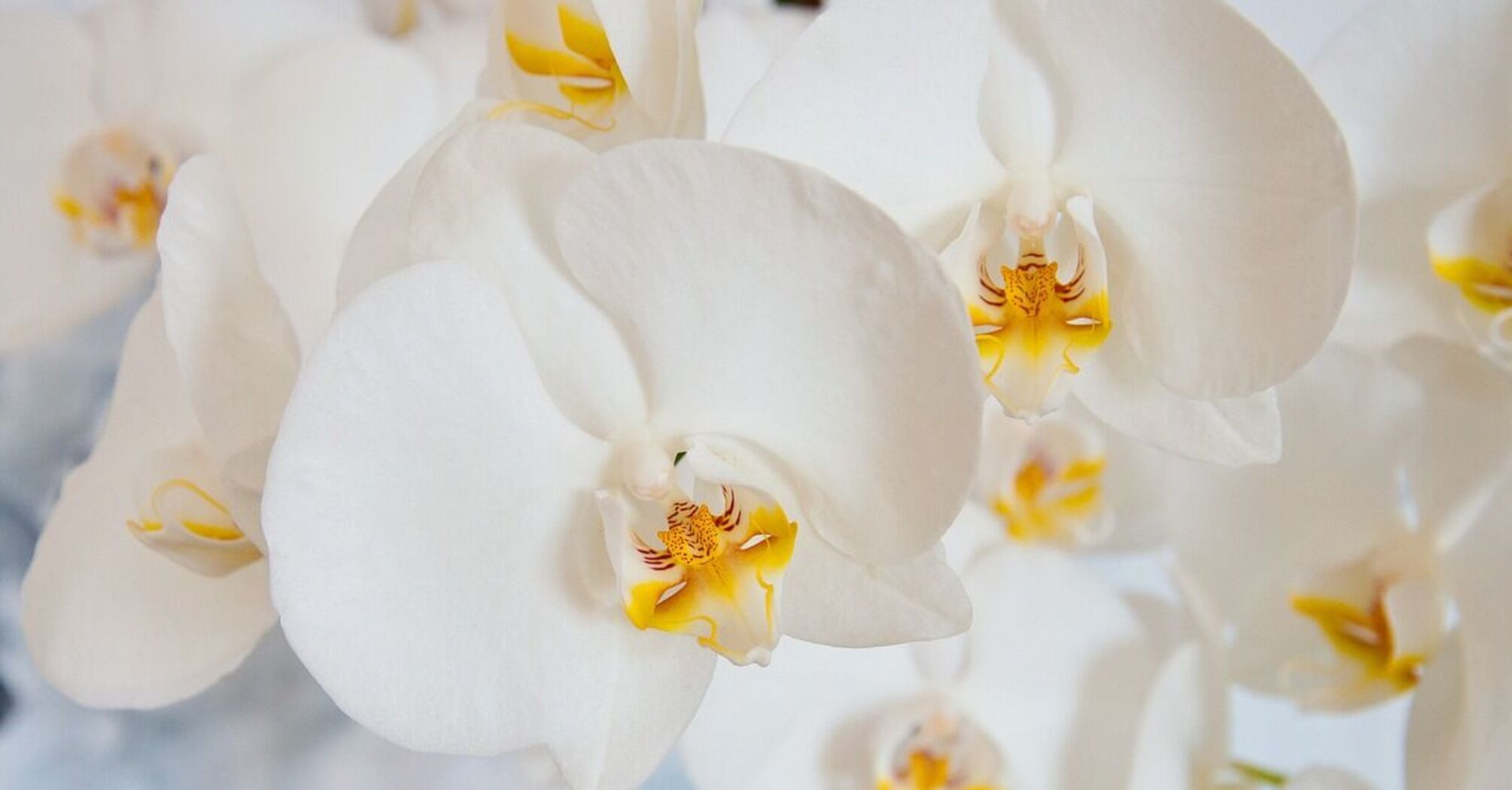 Розкрито секрет розкішного цвітіння орхідей: допоможе просте молоко