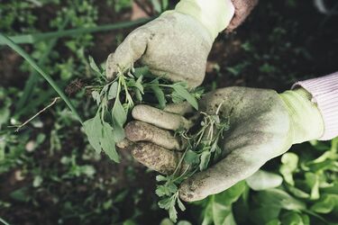 Який бур'ян варто залишати на городі, щоб підвищити врожайність