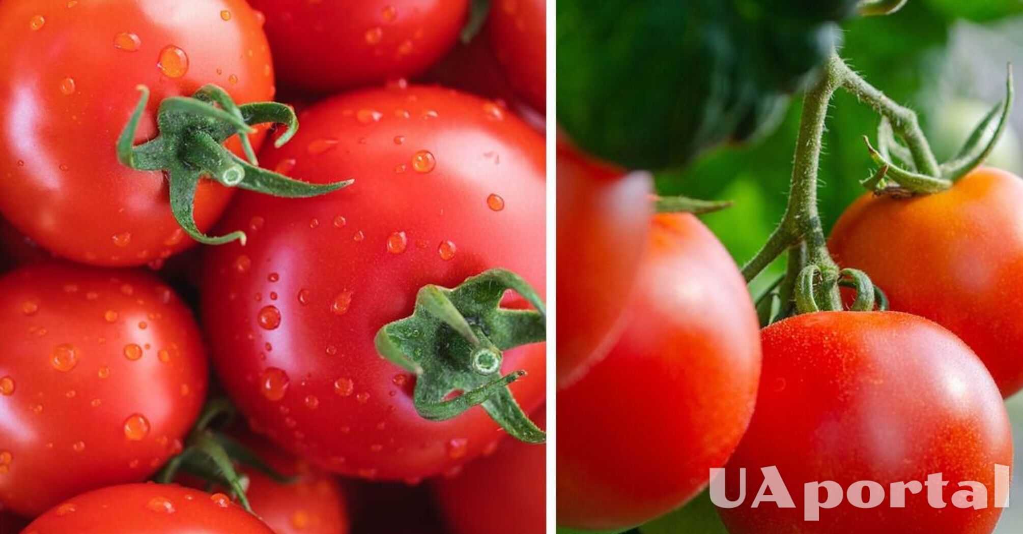 Дачники назвали ключові години для поливу помідорів: отримаєте гарний врожай