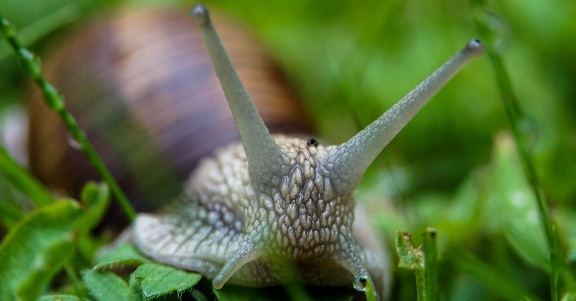 Зупиніть нашестя равликів на городі: п'ять натуральних засобів позбутися шкідників