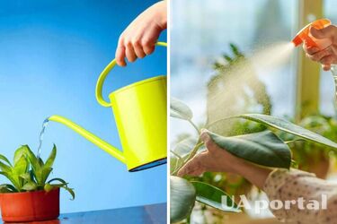 Какое количество воды нуждаются в комнатных растениях в жару