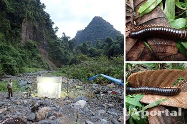 На Мадагаскарі знайшли гігантську істоту, яку вважали вимерлою 120 років тому (фото)